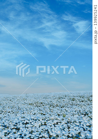 ネモフィラの花 ネモフィラの花 139925241