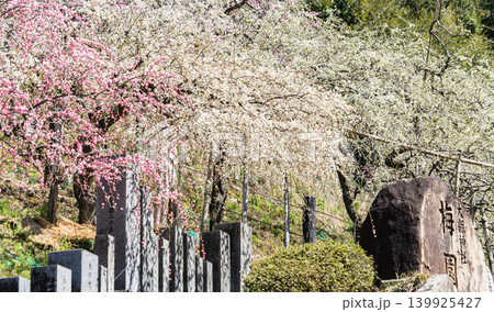 犬山市姫の宮神社建物と裏山の梅林の景色 139925427