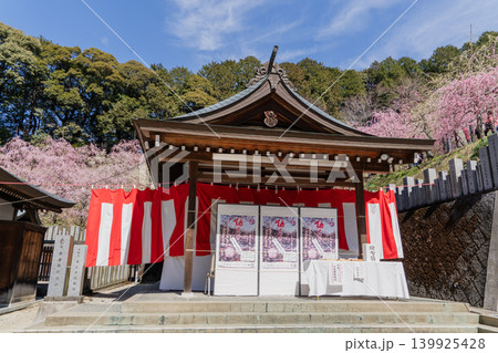 犬山市姫の宮神社建物と裏山の梅林の景色 139925428