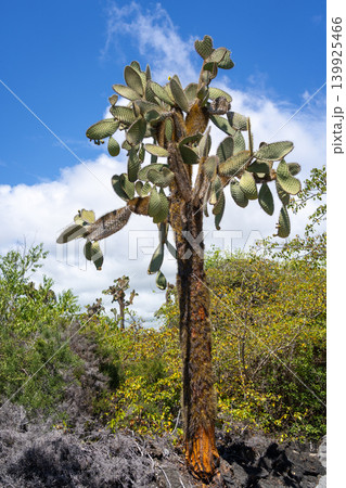 Cactus on Santa Cruz Island, Galapagos, Ecuador, amid volcanic landscape Cactus on Santa Cruz Island, Galapagos, Ecuador, amid volcanic landscape 139925466
