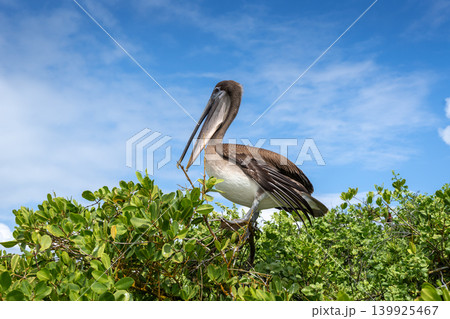Brown Pelican perched in lush greenery of Isabela Island 139925467