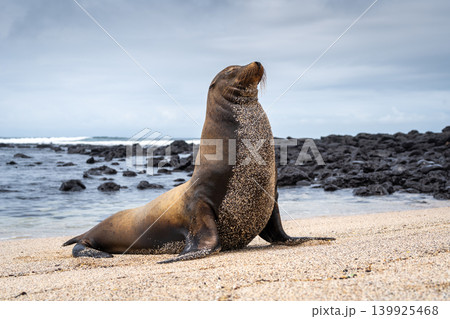 Sea Lion Posing on Playa Loberia Beach Sea Lion Posing on Playa Loberia Beach 139925468