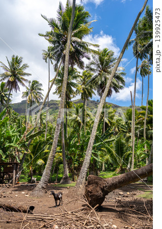Goat standing under coconut trees in Hiva Oa, Marquesas Islands, French Polynesia Goat standing under coconut trees in Hiva Oa, Marquesas Islands, French Polynesia 139925473