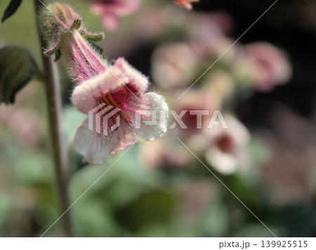 5月に咲いたピンク色のジオウの花 139925515