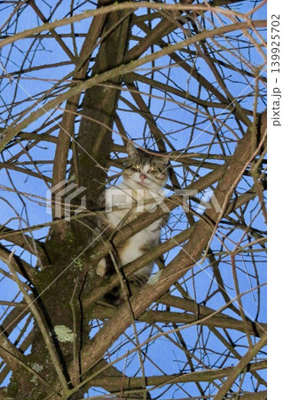 木に登って目を光らせる猫・1 木に登って目を光らせる猫・1 139925702