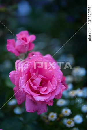 薔薇　神宮ばら園 139925794