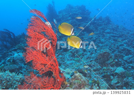 イソバナに舞うチョウチョウウオペア 水中写真 イソバナに舞うチョウチョウウオペア 水中写真 139925831