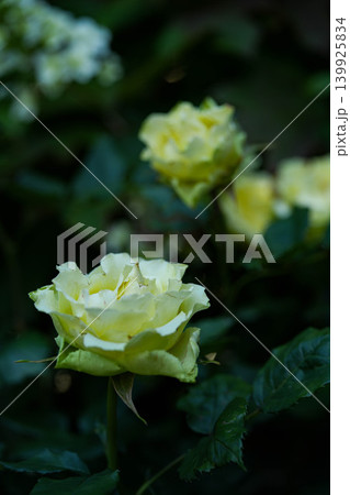 薔薇 神宮ばら園 薔薇 神宮ばら園 139925834