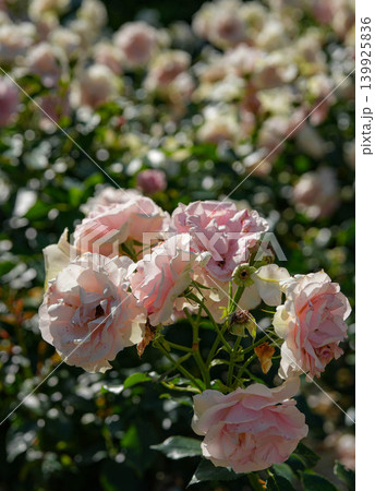 薔薇　神宮ばら園 139925836