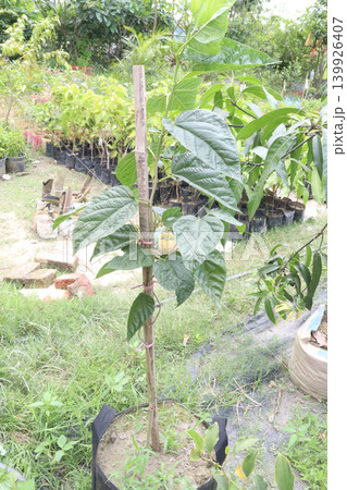 Mulberry plant in farm for sell are cash crops Mulberry plant in farm for sell are cash crops 139926407