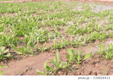 Palak Spinach plant in the field Palak Spinach plant in the field 139926411