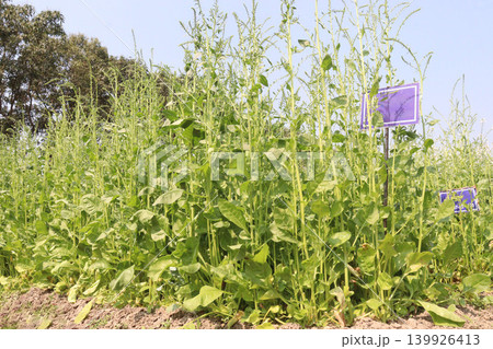 Palak Spinach plant in the field Palak Spinach plant in the field 139926413