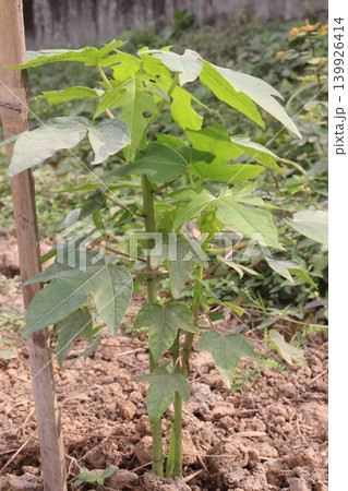 papaya tree closeup on farm papaya tree closeup on farm 139926414