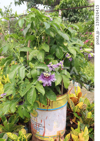 Passion fruit plant on farm for sell 139926415