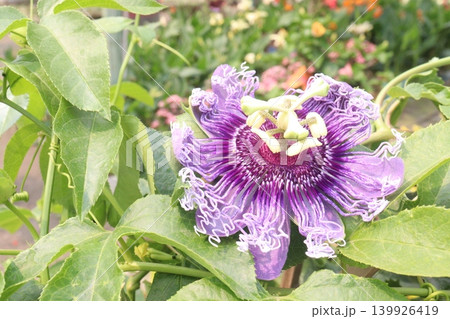 Passion fruit plant on farm for sell 139926419