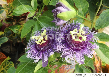 Passion fruit plant on farm for sell Passion fruit plant on farm for sell 139926421