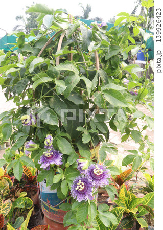 Passion fruit plant on farm for sell 139926423