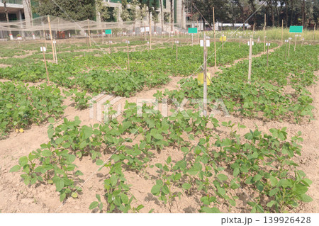 peanut tree closeup on farm peanut tree closeup on farm 139926428