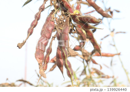 Ripe Pigeon peas on plant in farm Ripe Pigeon peas on plant in farm 139926440