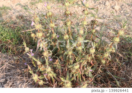 Leucas aspera medicinal plant on farm Leucas aspera medicinal plant on farm 139926441
