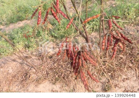 Ripe Pigeon peas on plant in farm Ripe Pigeon peas on plant in farm 139926448
