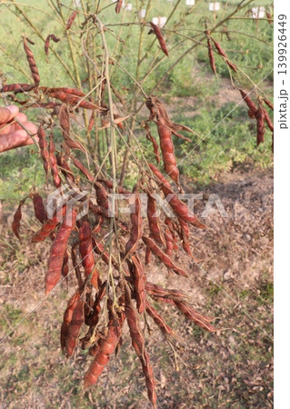 Ripe Pigeon peas on plant in farm Ripe Pigeon peas on plant in farm 139926449