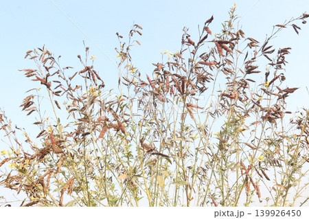 Ripe Pigeon peas on plant in farm Ripe Pigeon peas on plant in farm 139926450