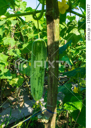 green cucumber (Cucumis sativus) hanging on a vine in the agricultural farm. 139926577