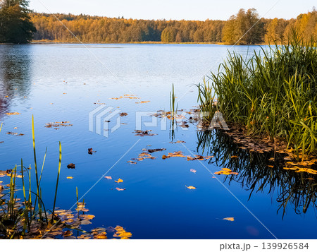 Calm Blue Forest Lake with Floating Autumn Leaves and Green Reed Grass in Golden Evening Light Calm Blue Forest Lake with Floating Autumn Leaves and Green Reed Grass in Golden Evening Light 139926584