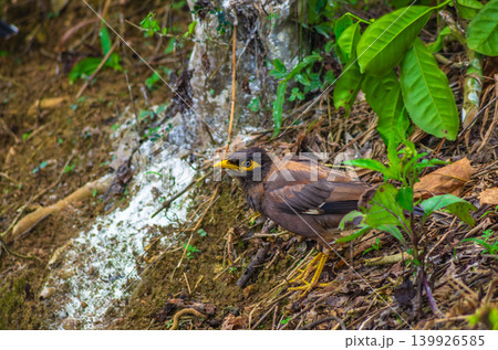 Common Myna Bird Foraging on Wet Forest Floor Among Roots and Tropical Vegetation Common Myna Bird Foraging on Wet Forest Floor Among Roots and Tropical Vegetation 139926585