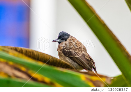Red-Vented Bulbul Bird Perched on Palm Frond Framed by Green Tropical Leaves Red-Vented Bulbul Bird Perched on Palm Frond Framed by Green Tropical Leaves 139926587