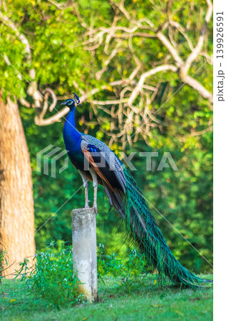 Indian Peacock with Long Iridescent Tail Feathers Standing on Stone Post in Tropical Forest Setting 139926591