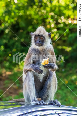 Gray Langur Monkey Sitting on Car Roof Eating Food While Looking at Camera Against Green Bokeh Background Gray Langur Monkey Sitting on Car Roof Eating Food While Looking at Camera Against Green Bokeh Background 139926593