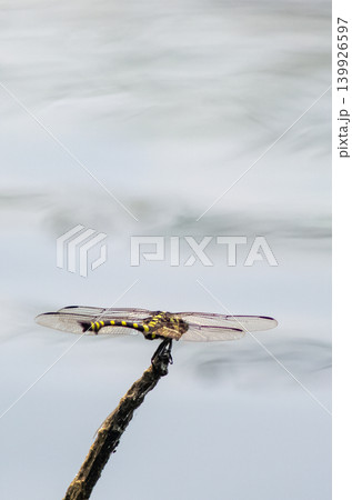 Yellow and Black Dragonfly Perched on Twig Over Blurred Water Surface with Soft Gray Background Yellow and Black Dragonfly Perched on Twig Over Blurred Water Surface with Soft Gray Background 139926597