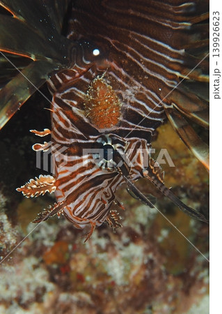 ミノカサゴに寄生する生物　水中写真 139926623