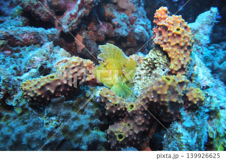 枝サンゴに乗るハダカハオコゼ　水中写真 139926625