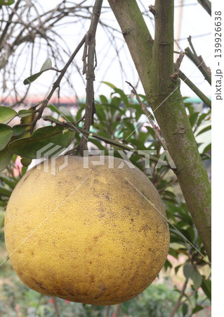 Pomelo on tree in farm Pomelo on tree in farm 139926638