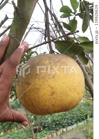 Pomelo on tree in farm Pomelo on tree in farm 139926639