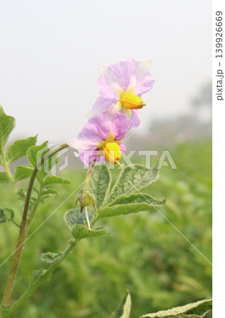 Potato flower on plant in farm for harvest Potato flower on plant in farm for harvest 139926669