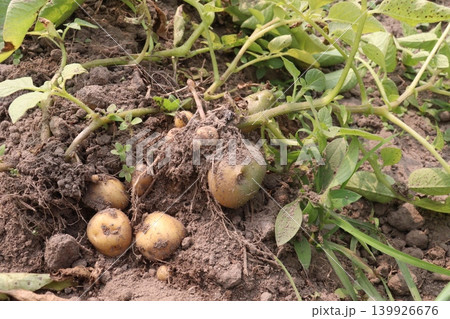 Potato with tree on field in farm Potato with tree on field in farm 139926676