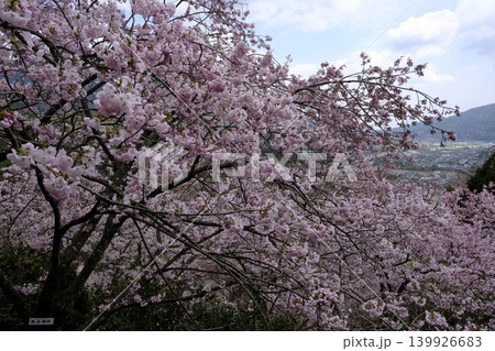 桜 桜 139926683