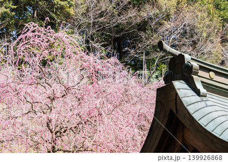 春の姫の宮神社境内の景色 春の姫の宮神社境内の景色 139926868