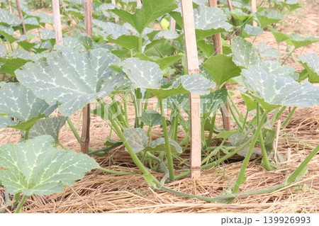 pumpkin plant on farm for harvest pumpkin plant on farm for harvest 139926993
