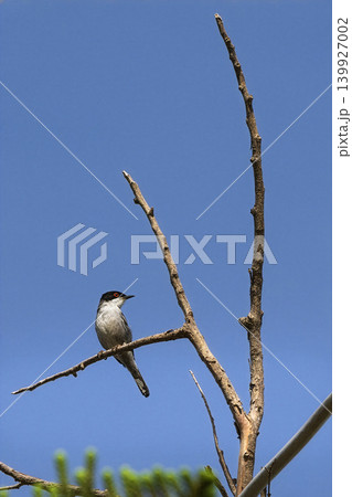 Sardinian Warbler perched on Greek island of Syros Sardinian Warbler perched on Greek island of Syros 139927002