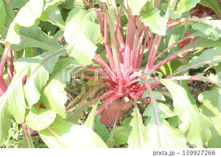 Red colored Radish plant on farm for harvest Red colored Radish plant on farm for harvest 139927266