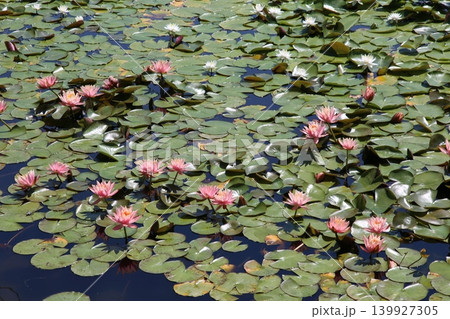 蓮華寺池公園 蓮華寺池 藤枝市 静岡県 東海地方 花・水・鳥・笑顔の楽園 蓮 花菖蒲 公園 蓮華寺池公園 蓮華寺池 藤枝市 静岡県 東海地方 花・水・鳥・笑顔の楽園 蓮 花菖蒲 公園 139927305