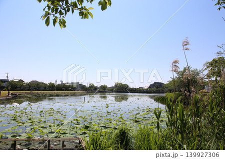 蓮華寺池公園 蓮華寺池 藤枝市 静岡県 東海地方 花・水・鳥・笑顔の楽園 蓮 花菖蒲 公園 蓮華寺池公園 蓮華寺池 藤枝市 静岡県 東海地方 花・水・鳥・笑顔の楽園 蓮 花菖蒲 公園 139927306