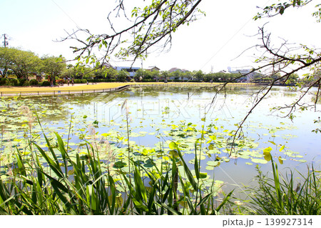 蓮華寺池公園 蓮華寺池 藤枝市 静岡県 東海地方 花・水・鳥・笑顔の楽園 蓮 花菖蒲 公園 蓮華寺池公園 蓮華寺池 藤枝市 静岡県 東海地方 花・水・鳥・笑顔の楽園 蓮 花菖蒲 公園 139927314