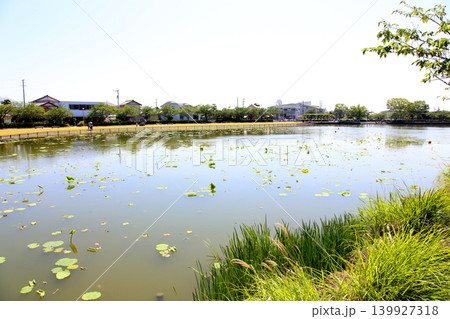 蓮華寺池公園 蓮華寺池 藤枝市 静岡県 東海地方 花・水・鳥・笑顔の楽園 蓮 花菖蒲 公園 蓮華寺池公園 蓮華寺池 藤枝市 静岡県 東海地方 花・水・鳥・笑顔の楽園 蓮 花菖蒲 公園 139927318