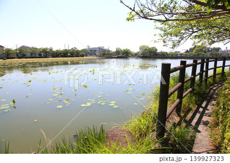 蓮華寺池公園　蓮華寺池　藤枝市　静岡県　東海地方　花・水・鳥・笑顔の楽園　蓮　花菖蒲　公園　 139927323